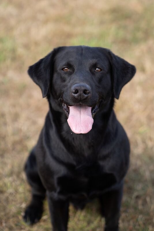 FULLY health tested - KC Reg Black Labrador Stud