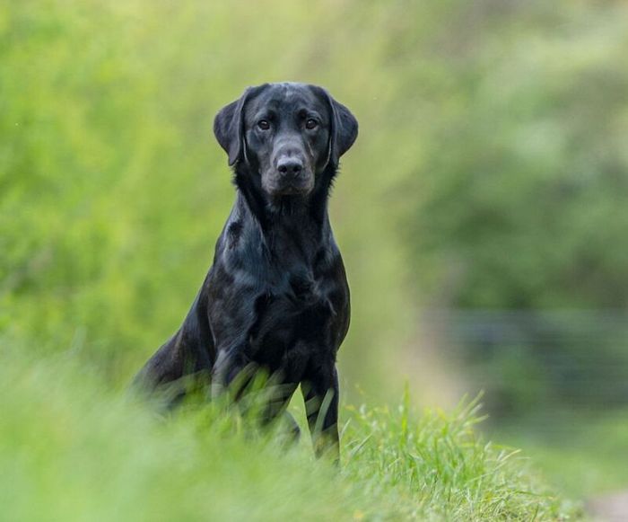 Labrador Retriever stud dog for stud in Newark-on-Trent, Nottinghamshire – KC registered, 2 years old