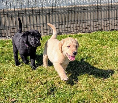 Extensively Health Tested - KC Registered Labrador Pups - Ready Friday 2nd May for sale in Downpatrick, County Down