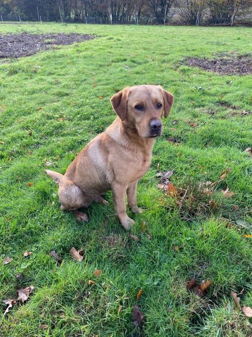 Fully Health Tested KC Registered Working Labrador for sale in Tonbridge, Kent