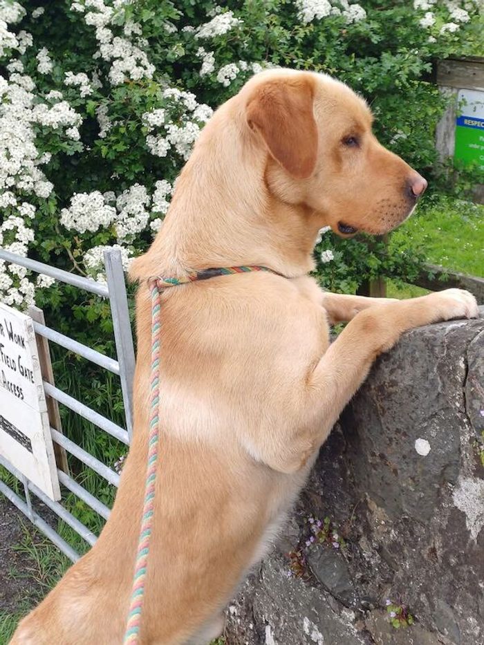 Labrador Retriever stud dog for stud in Girvan, Ayrshire and Arran – KC registered, 4 years old