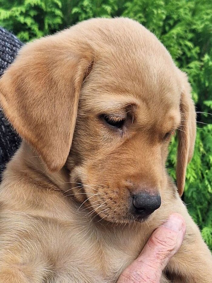 Labrador Retriever stud dog for stud in Girvan, Ayrshire and Arran – KC registered, 4 years old - Image 4 of 15