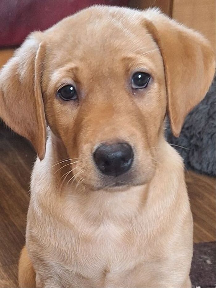 Labrador Retriever stud dog for stud in Girvan, Ayrshire and Arran – KC registered, 4 years old - Image 5 of 15