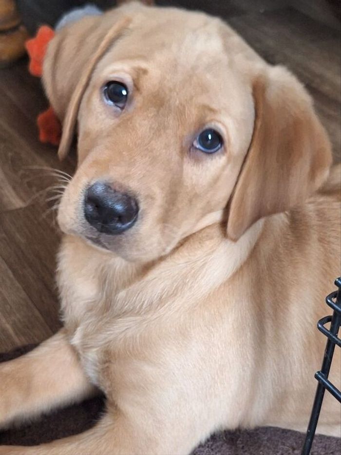 Labrador Retriever stud dog for stud in Girvan, Ayrshire and Arran – KC registered, 4 years old - Image 7 of 15