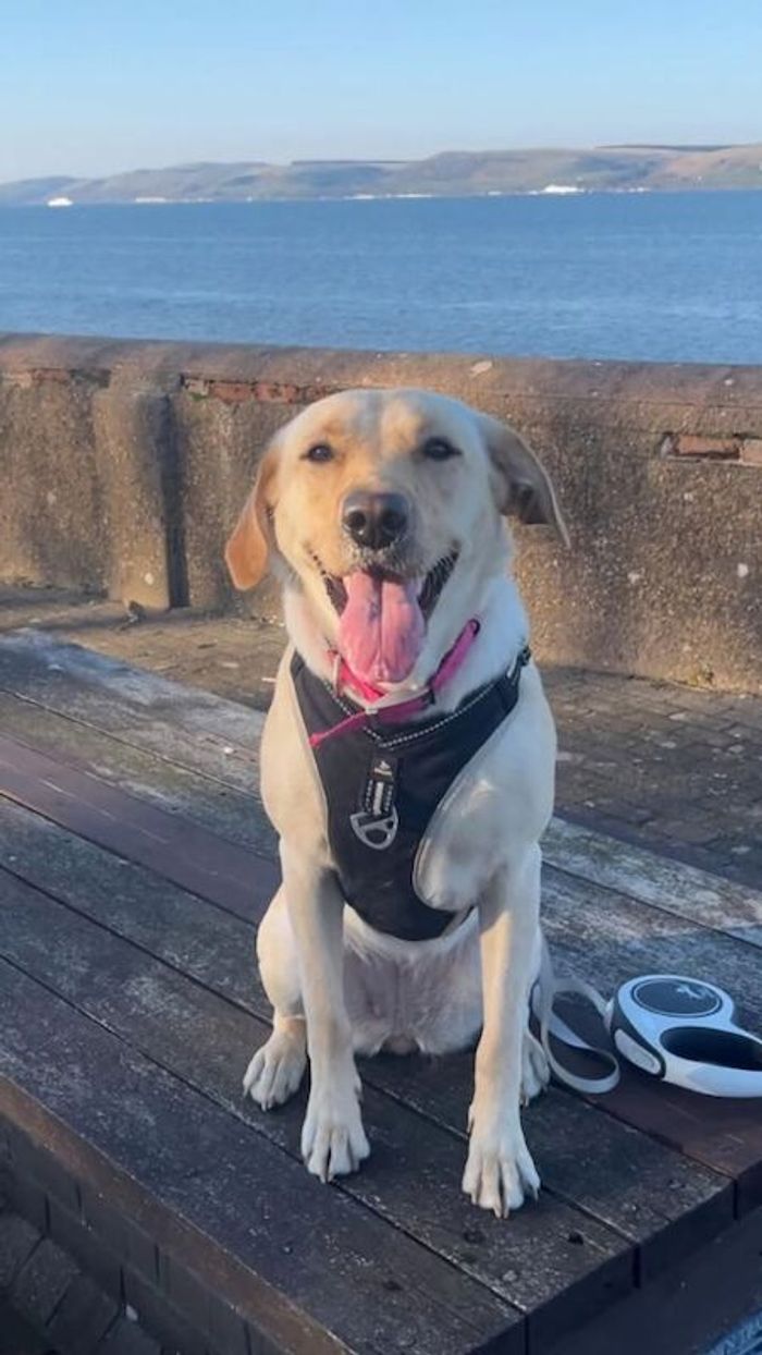 Labrador Retriever stud dog for stud in Girvan, Ayrshire and Arran – KC registered, 4 years old - Image 8 of 15