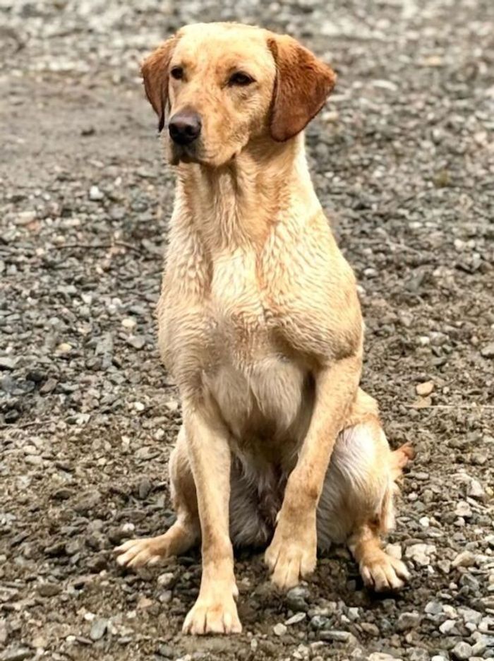Labrador Retriever stud dog for stud in Girvan, Ayrshire and Arran – KC registered, 4 years old - Image 9 of 15
