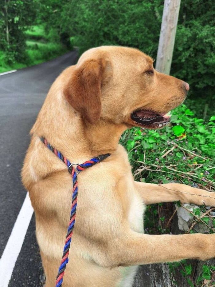 Labrador Retriever stud dog for stud in Girvan, Ayrshire and Arran – KC registered, 4 years old - Image 10 of 15