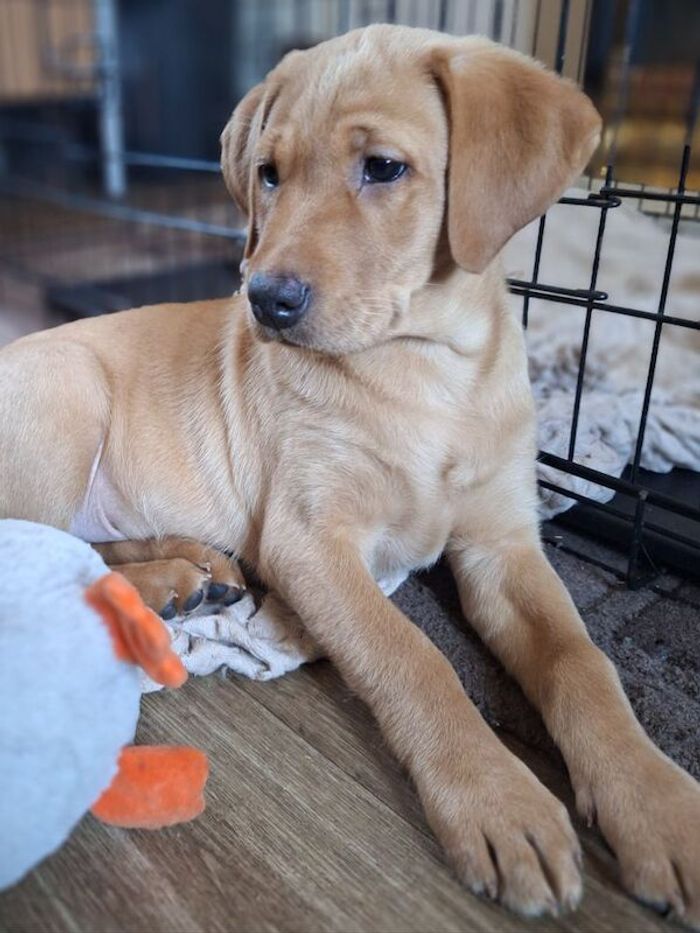 Labrador Retriever stud dog for stud in Girvan, Ayrshire and Arran – KC registered, 4 years old - Image 13 of 15