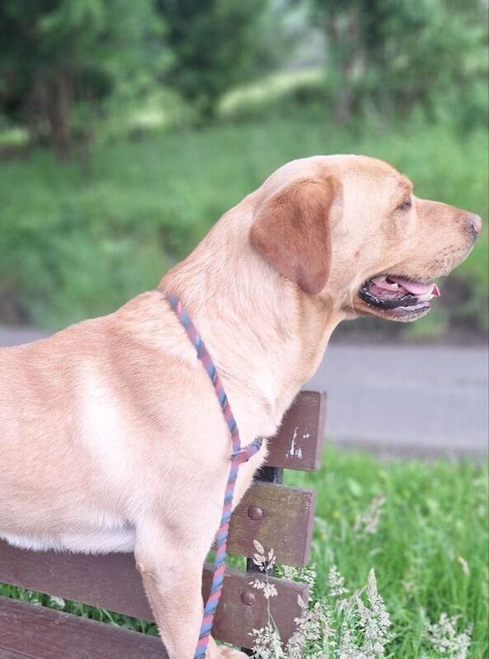 Labrador Retriever stud dog for stud in Girvan, Ayrshire and Arran – KC registered, 4 years old - Image 14 of 15