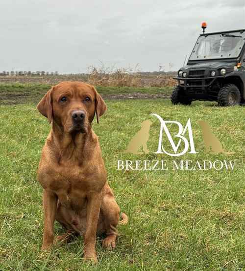 Fully Health Tested Proven Dark Fox Red Labrador Stud for sale in Goole, East Riding of Yorkshire