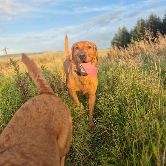Labrador Retriever stud dog for stud in Patna, Ayrshire and Arran – KC registered, 1 year old - Image 7 of 11