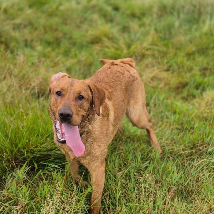 Labrador Retriever stud dog for stud in Patna, Ayrshire and Arran – KC registered, 1 year old - Image 9 of 11