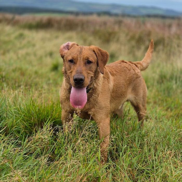 Labrador Retriever stud dog for stud in Patna, Ayrshire and Arran – KC registered, 1 year old - Image 10 of 11