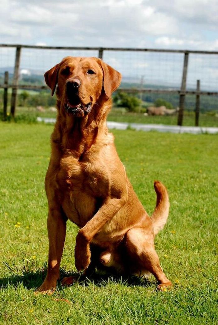 Fully health tested red fox lab stud - Image 3 of 13