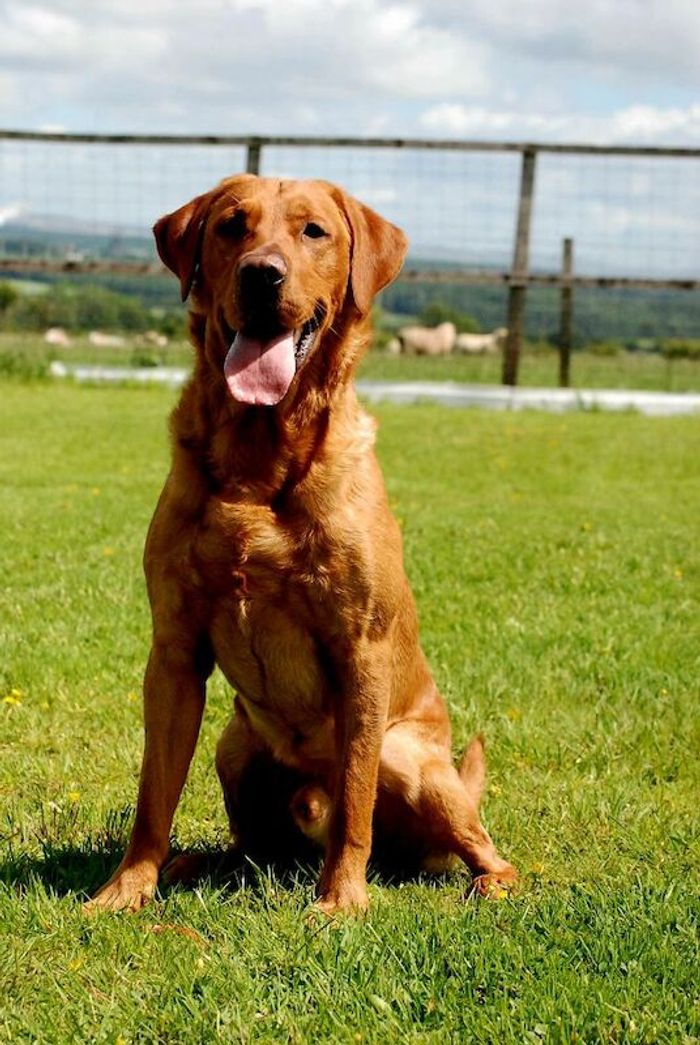 Fully health tested red fox lab stud - Image 5 of 13