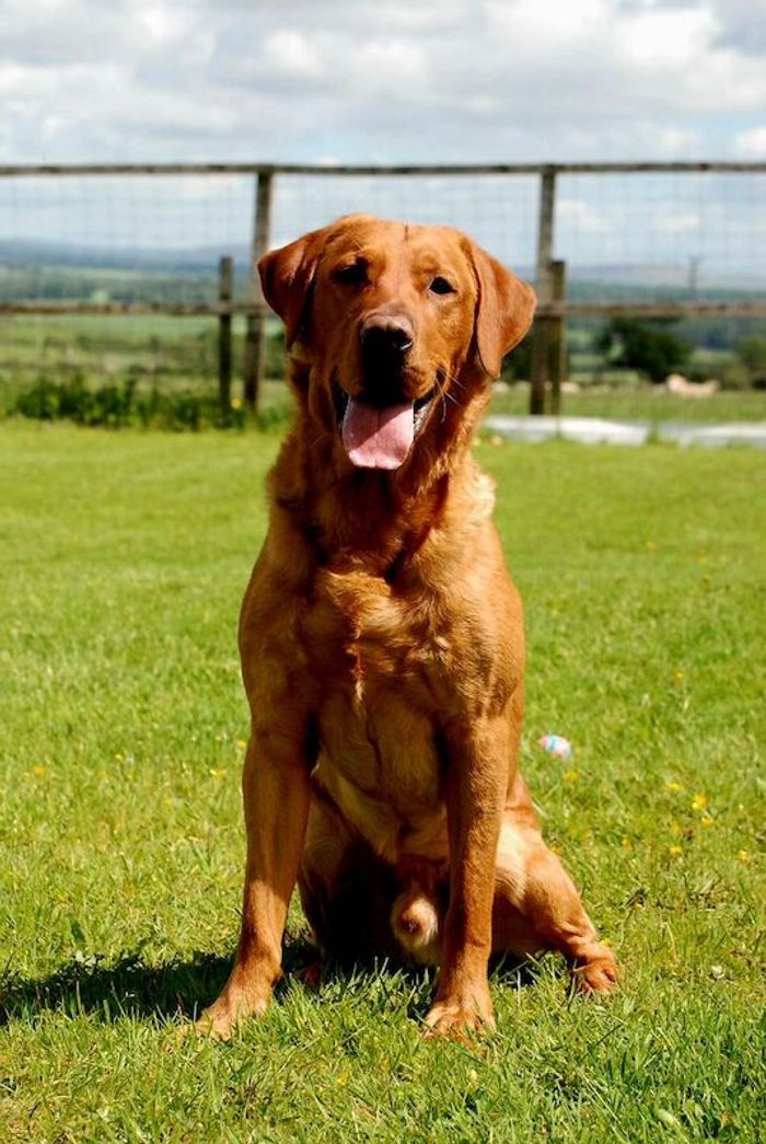 Fully health tested red fox lab stud - Image 9 of 13