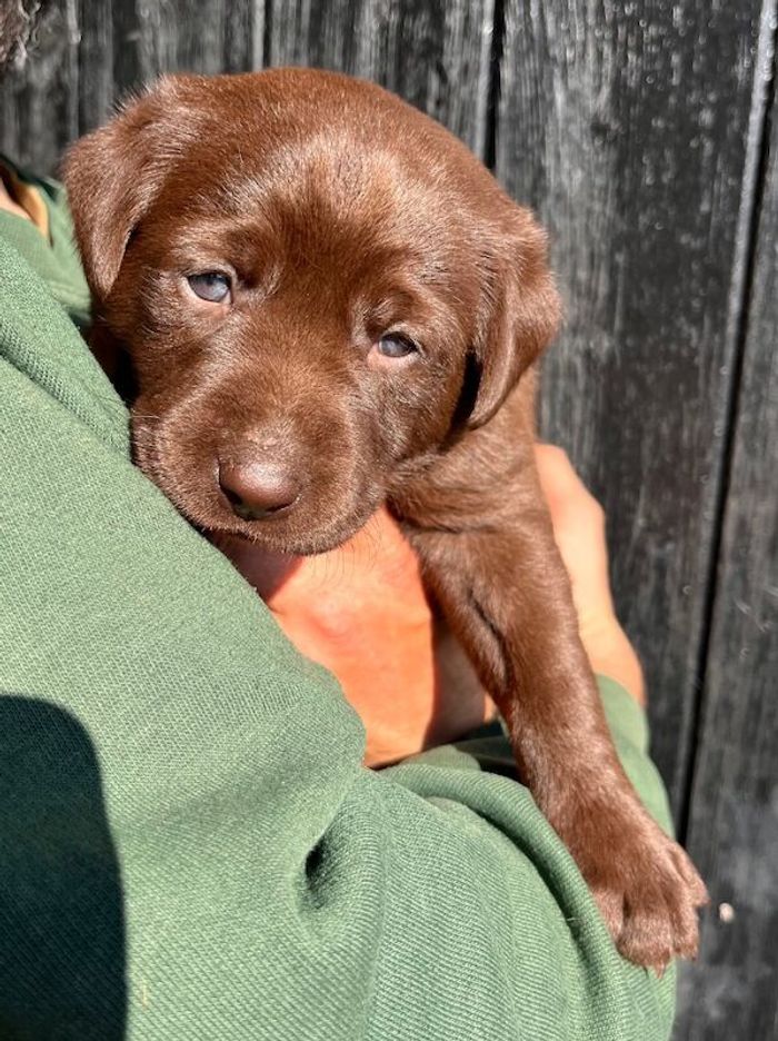 Labrador Retriever puppies for sale in Daventry, Northamptonshire – KC registered, 5 weeks old