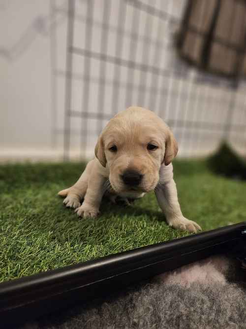 Fully Health tested KC Working Lab pups for sale in East Sussex