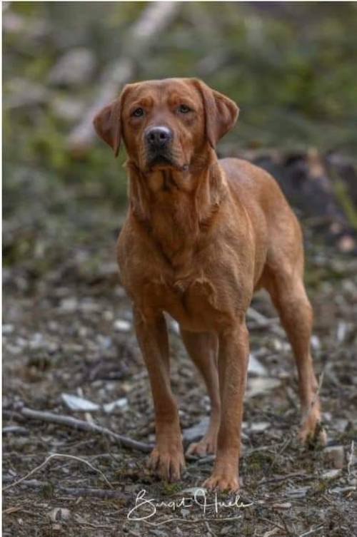 Fully Health tested KC Working Lab pups for sale in East Sussex - Image 5