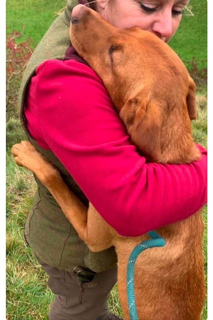 Labrador Retriever stud dog for stud in Westwoodside, Lincolnshire – KC registered, 3 years old