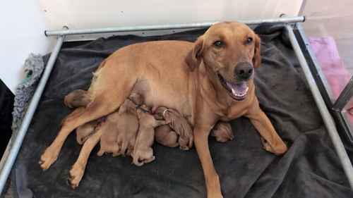 Fully Heath tested, KC regisisterd Fox Red labrador puppies for sale in Hertfordshire