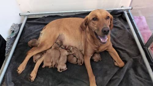 Fully Heath tested, KC regisisterd Fox Red labrador puppies for sale in Hertfordshire - Image 1