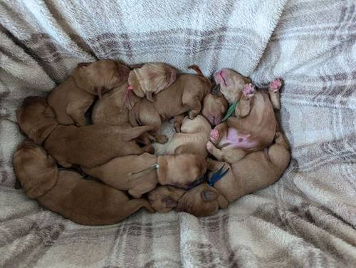 Fully Heath tested, KC regisisterd Fox Red labrador puppies for sale in Hertfordshire - Image 2