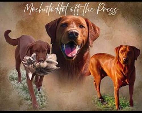 Fully Heath tested, KC regisisterd Fox Red labrador puppies for sale in Hertfordshire - Image 3