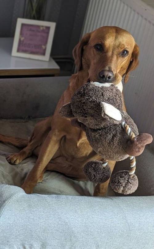 Fully Heath tested, KC regisisterd Fox Red labrador puppies for sale in Hertfordshire - Image 5