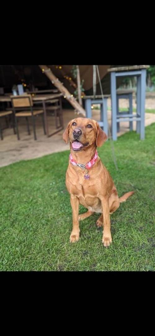 Fully Heath tested, KC regisisterd Fox Red labrador puppies for sale in Hertfordshire - Image 6