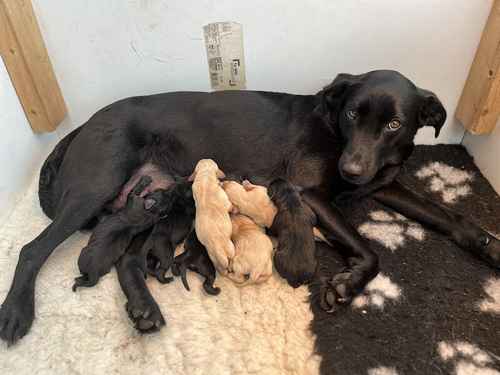 Stunning KC PUPPIES AVAILABLE mixed litter for sale in Kidderminster, Worcestershire