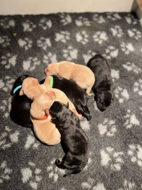 Stunning KC PUPPIES AVAILABLE mixed litter for sale in Kidderminster, Worcestershire - Image 10