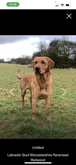 2 x Stunning KC PUPPIES left looking for homes for sale in Kidderminster, Worcestershire | Image 3
