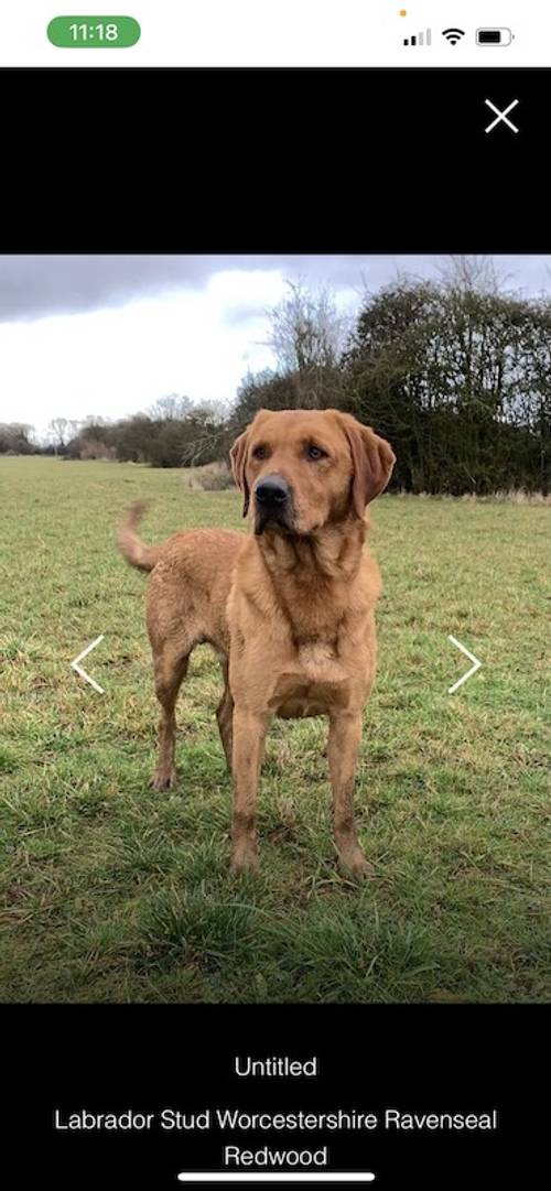 Stunning KC PUPPIES AVAILABLE mixed litter for sale in Kidderminster, Worcestershire - Image 14