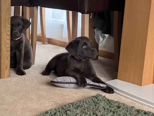 REDUCED! FULLY VACCINATED! LAST 2! KC reg DNA Tested Chocolate Labrador Puppies for sale in Wisbech, Cambridgeshire