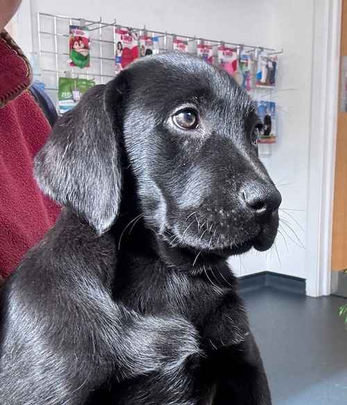 Fully vaccinated - Quality KC Registered Labrador Retriever Puppies for sale in Launceston, Cornwall