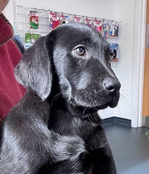 Fully vaccinated - Quality KC Registered Labrador Retriever Puppies for sale in Launceston, Cornwall - Image 1