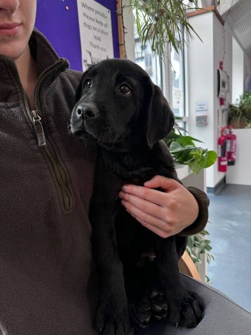 Fully vaccinated - Quality KC Registered Labrador Retriever Puppies for sale in Launceston, Cornwall - Image 2