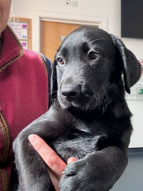 Fully vaccinated - Quality KC Registered Labrador Retriever Puppies for sale in Launceston, Cornwall - Image 3