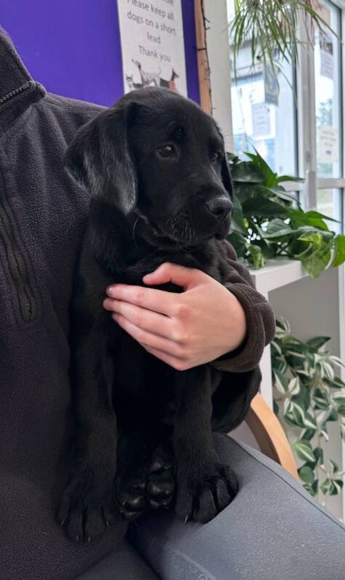 Fully vaccinated - Quality KC Registered Labrador Retriever Puppies for sale in Launceston, Cornwall - Image 4