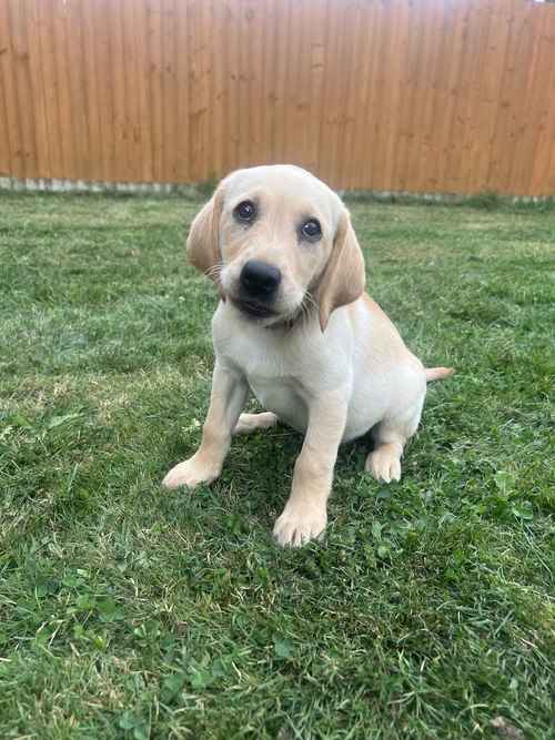 FULLY VACCINATED! READY! KC Labrador Pups FTCH lines (DNA, EYE,HIP/ELBOW) for sale in Wisbech, Cambridgeshire