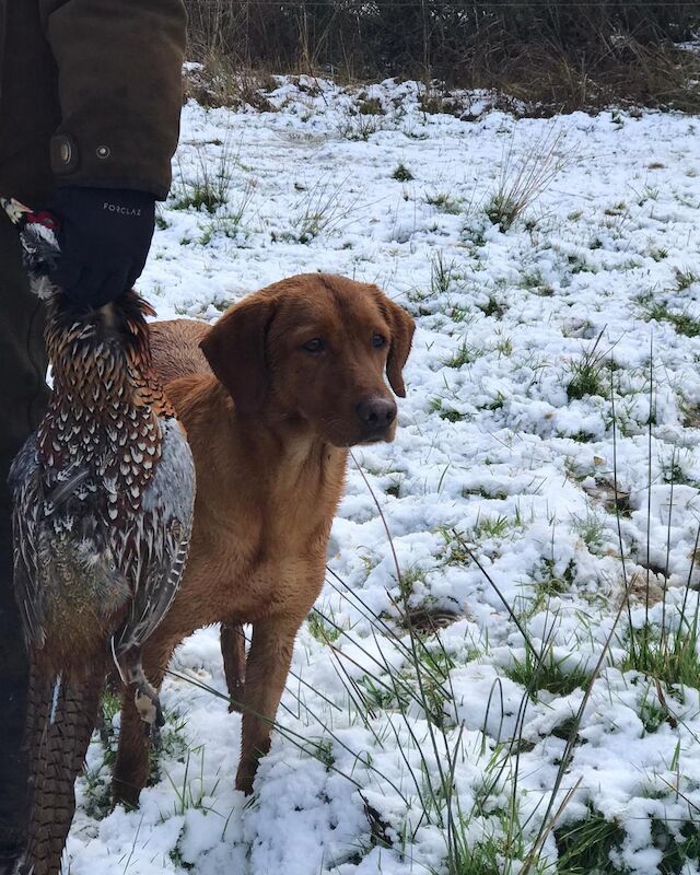 Red setter labrador hot sale cross for sale