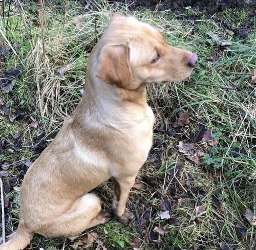 Gamekeeper bred kc reg lab puppies for sale in Coalville, Leicestershire - Image 2