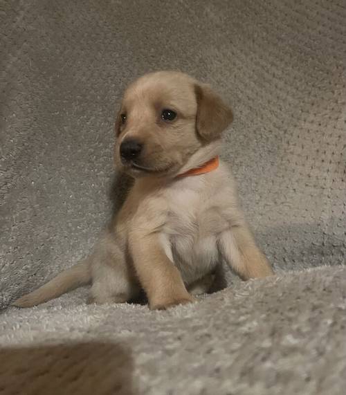 Gamekeeper bred kc reg lab puppies for sale in Coalville, Leicestershire - Image 3