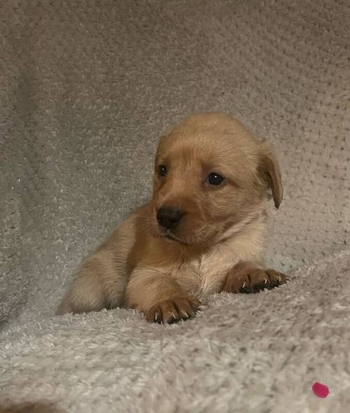 Gamekeeper bred kc reg lab puppies for sale in Coalville, Leicestershire - Image 4