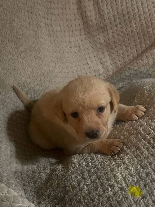 Gamekeeper bred kc reg lab puppies for sale in Coalville, Leicestershire - Image 5