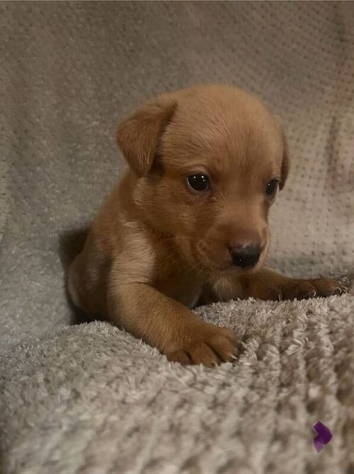 Gamekeeper bred kc reg lab puppies for sale in Coalville, Leicestershire - Image 7