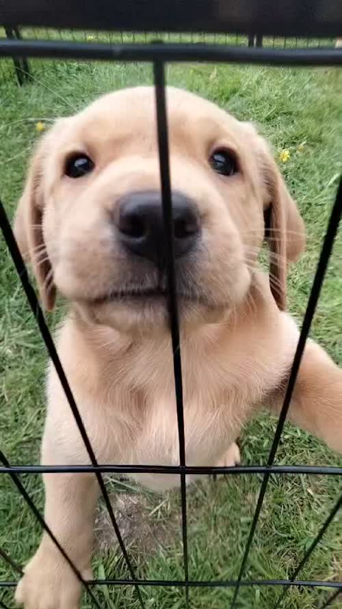 Gamekeeper's Labrador puppies for sale in Shebbear, Devon