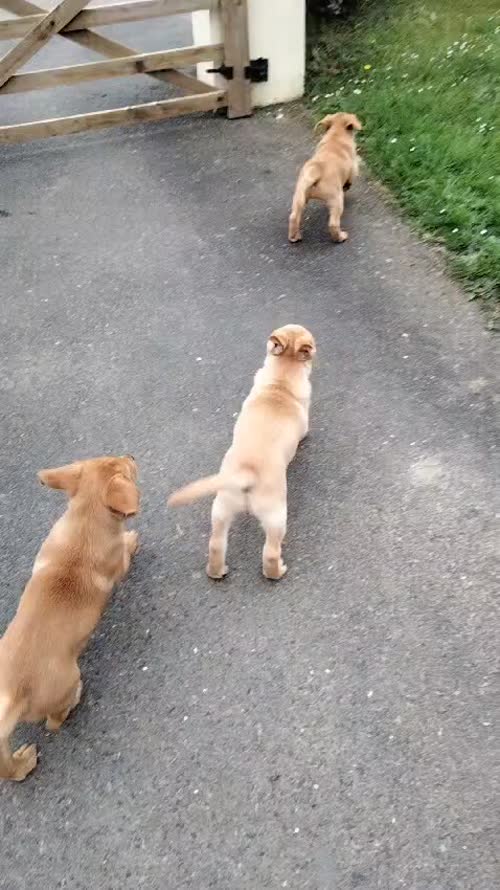 Gamekeeper's Labrador puppies for sale in Shebbear, Devon