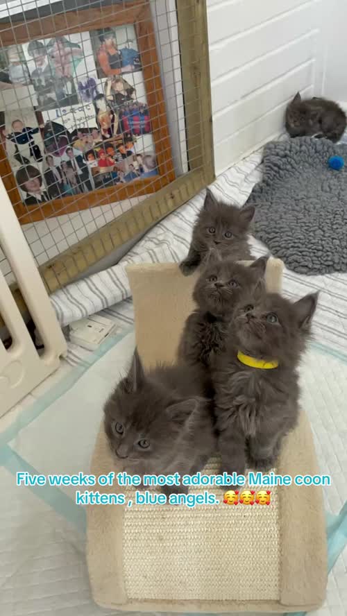 GCCF world champion line Blue Maine Coon kittens for sale in Bognor Regis, West Sussex